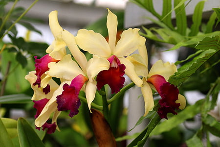 orchidées, fleurs, Fuchsia, crème, floral, Blossom, plante