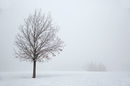 brown, bare, tree, snow, day, time, plant