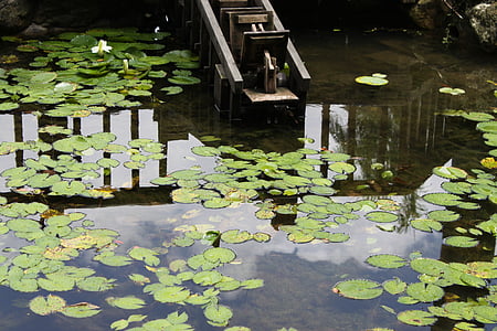 ecology, natural, pond, water plant, lily pad