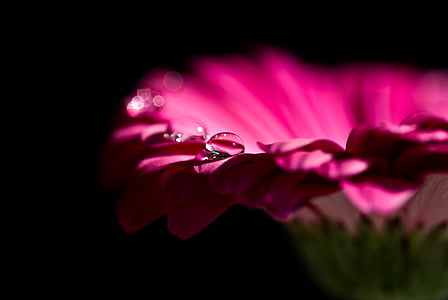 close, photo, clear, liquid, droplets, top, red