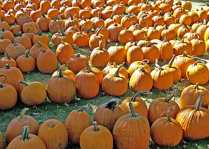 pumpkins, vegetable, orange, colour, harvest, food, organic
