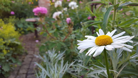 Marguerite, semak, bunga, Blossom, mekar, putih, alam
