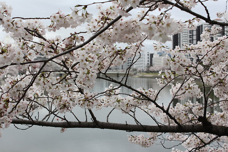 cereja, árvore, Japão, Hiroshima, linda, flor de cerejeira, flor