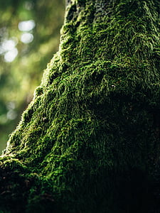 verde, Moss, naturaleza, plantas, árbol