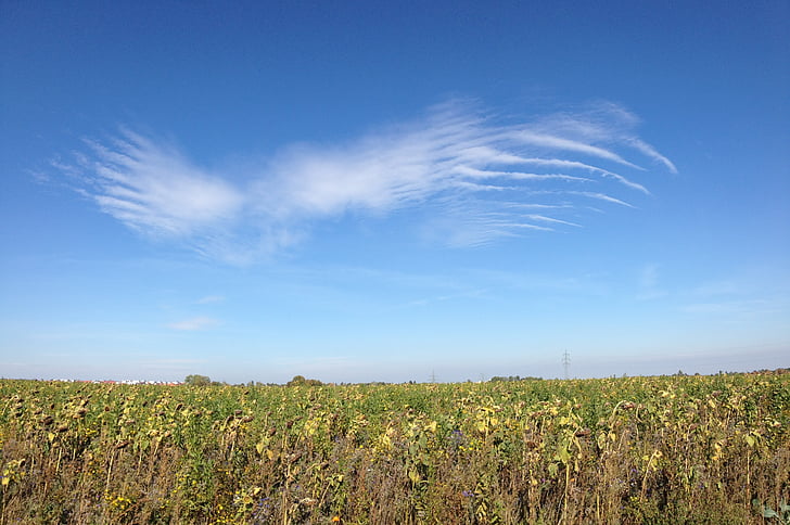 sky, cloud, angel wings, wing, field, landscape, farm