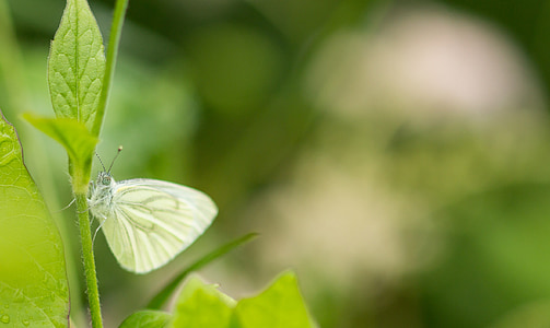 white, butterfly, macro, insect, nature, garden, butterflies