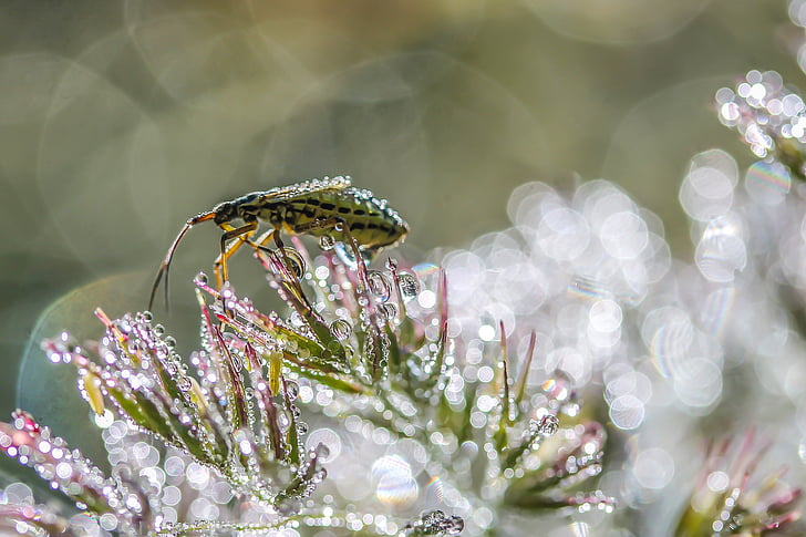 insektov, členonožci, živali, makro, živalstvo, cvet, Rosi