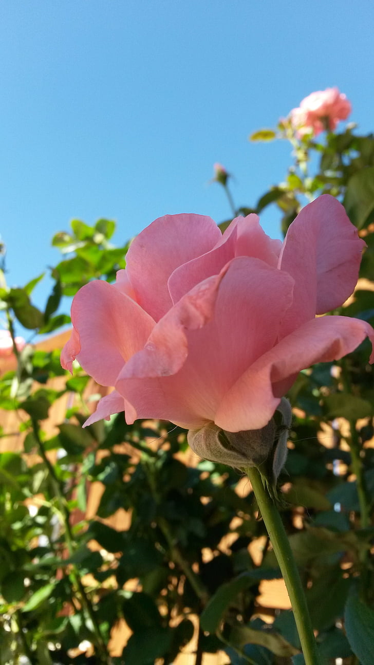 rosa ros, rosenbuske, våren, trädgård, rosa rosor, rosor, blommande