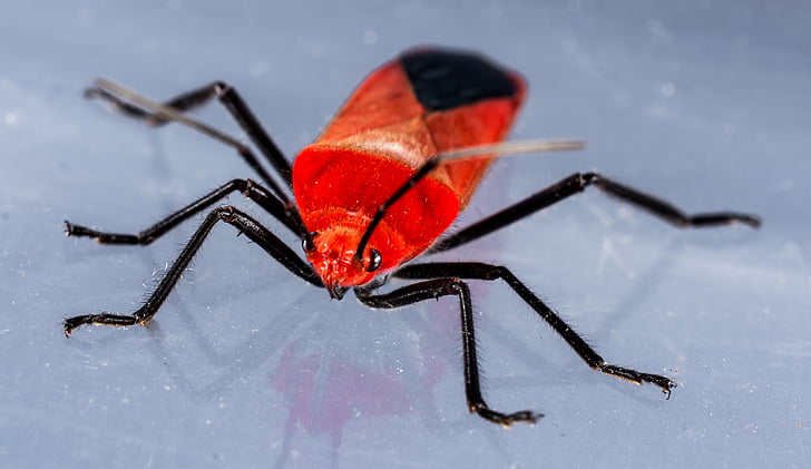 kumbang, kumbang merah, serangga, makro, alam, merah, Close-up