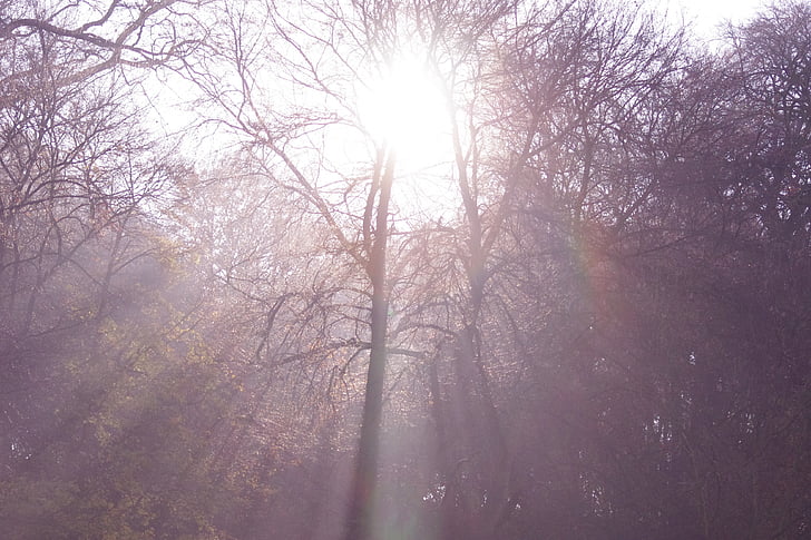 Sun ray, ağaçlar, Güneş, ışık, güneş ışığı, doğal