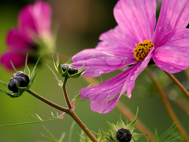 bud, cosmos, pink, violet, cosmea, blossom, bloom