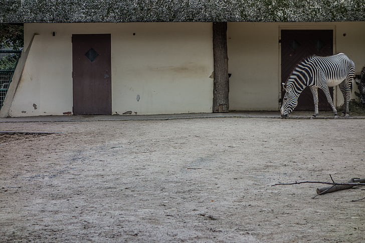 Zebra, stand, perissodactyla, alb, structura, model, alb-negru