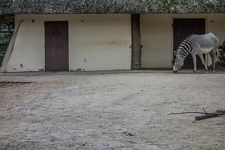 Zebra, décrochage, Perissodactyla, blanc, structure, modèle, noir et blanc