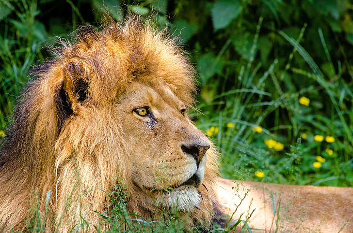Leão Africano, Leão, macho, Juba, preguiçoso, gato, animal