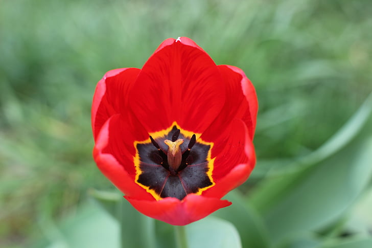 Tulip, merah, bunga, Taman, musim semi, bunga, alam