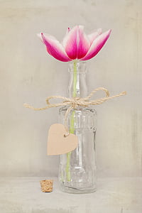 bunga, Tulip, Blossom, mekar, putih, merah muda, bunga musim semi