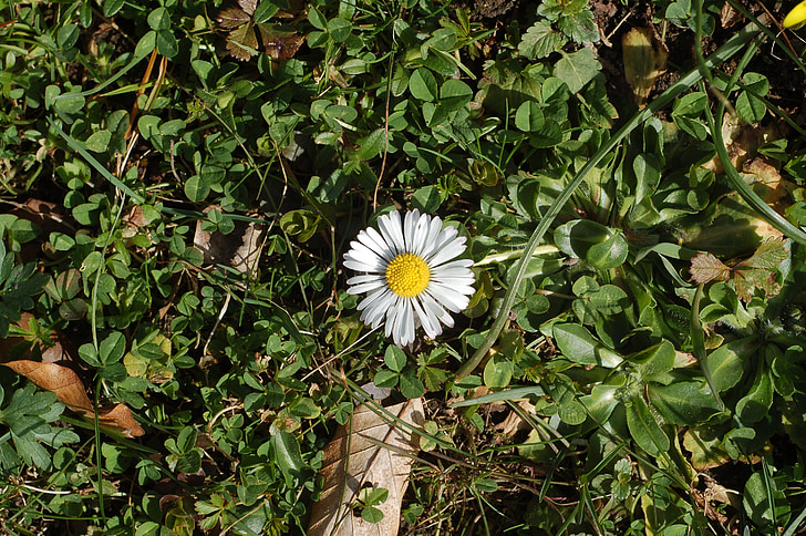 daisy, spring, flower