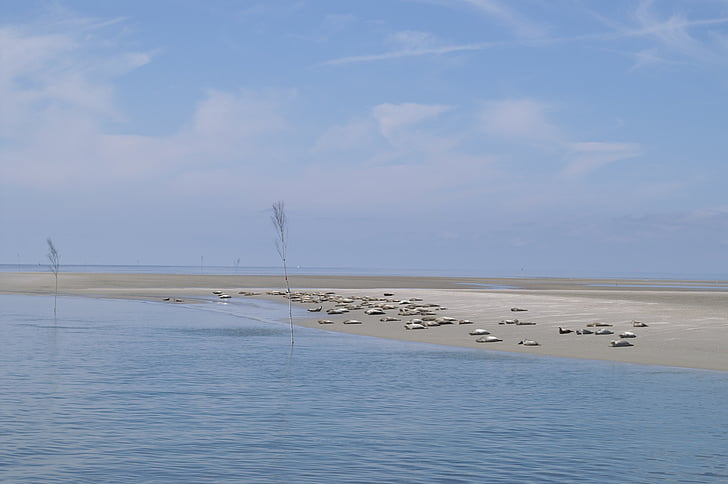 foques, Sandbar, Mar del nord, Nordfriesland, Mar de Wadden
