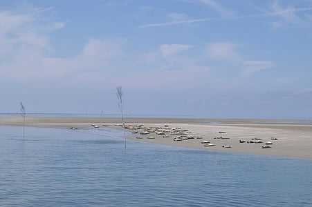 แมวน้ำ, sandbar, ทะเลเหนือ, nordfriesland, wadden ทะเล