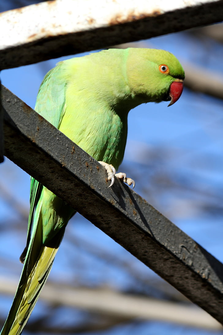 parrot, green, birds, bird, seed-eating, wings, wild