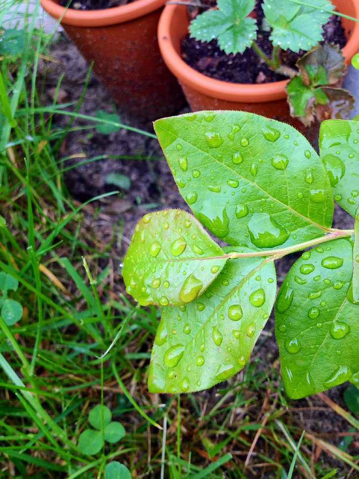 leaf, drop, green, moist, plant