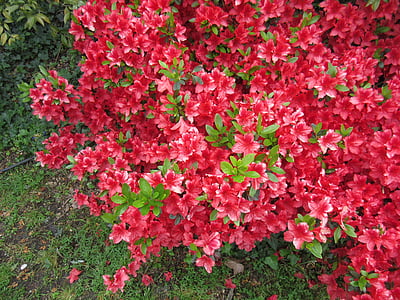 Rosa Blumen, Strauch, Garten, Frühling