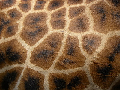 girafe, l’Afrique, Kenya, Nairobi, centre de girafe AFEW, peau, modèle