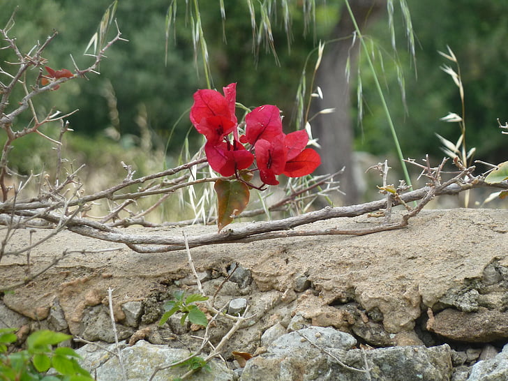 цвете, стена, Южна, природата, червен, растителна, венчелистче