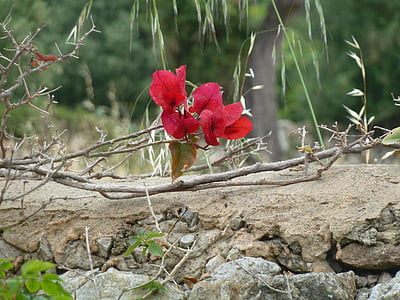 Blume, Wand, Süden, Natur, rot, Anlage, Blütenblatt