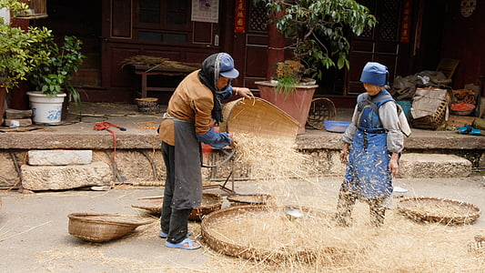china, agriculture, harvest, hand labor, manual Worker, working, men