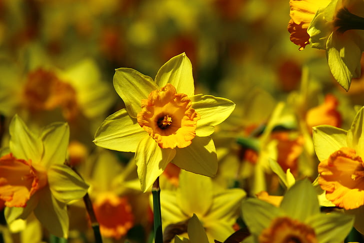 calendula flower, bulbous flowers, yellow, spring, konya, flower, plant