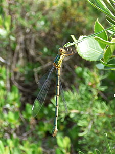 Dragonfly, flickslända, grön slända, flygande insekt, gren, Lestes viridis, naturen