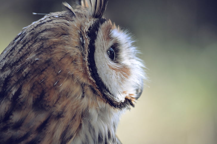 owl, bird, head, face, wildlife, animal, feathers