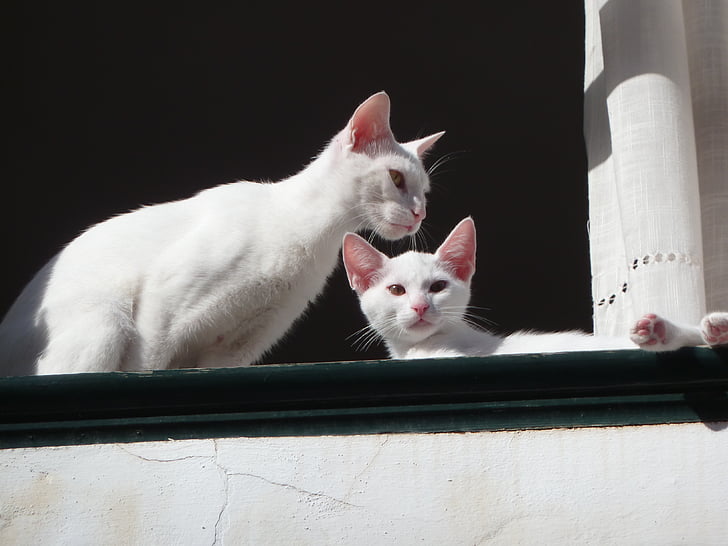 γάτες, λευκό, παράθυρο, αιλουροειδών, γατούλα