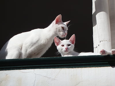 gatos, Branco, janela, felino, gato