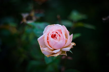 Blume, Rosa, Blütenblatt, Bloom, Garten, Anlage, Natur