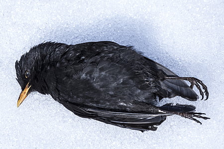 Blackbird, burung, musim dingin, salju, alam, mati, Ze