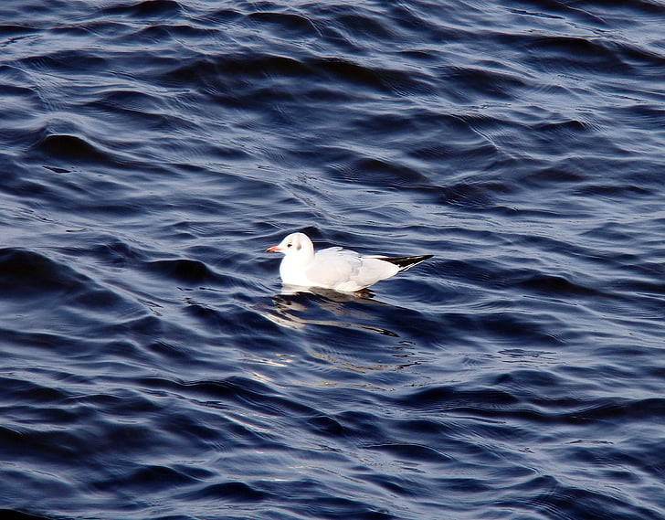 seagull, river, wave, sitting on the water, floats, white, bird
