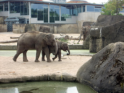 elephant, elephant family, elephant's child, animals, proboscis, pachyderm, mammals