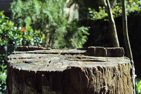 logboek, boom, snijden van boom, oude boom, gedroogd boom log, macro effect, Tuin