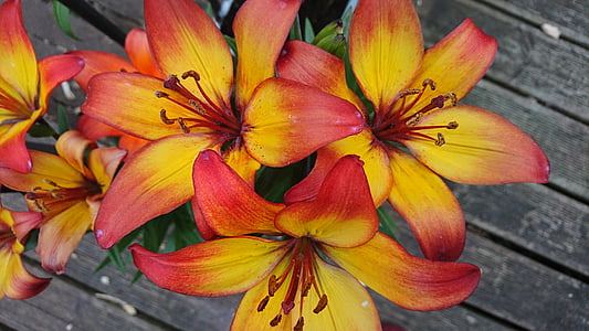 lilly, flower, orange, bright, yellow, flame, beautiful