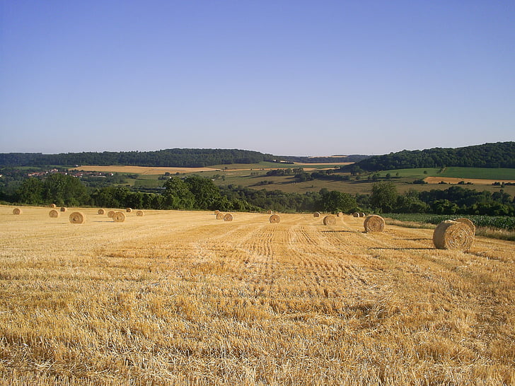 field, harvest, straw, agriculture, wheat, reap, rural