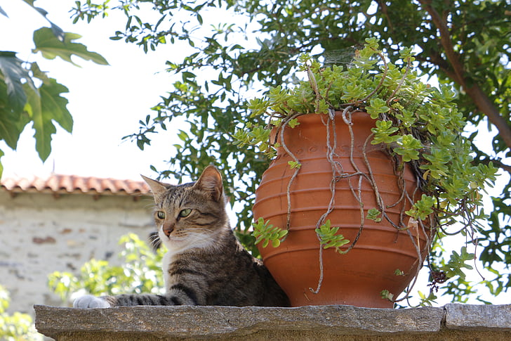 Grecia, gatto, Villaggio, Vacanze a parete, paese di Grecia, Vacanze, Isola