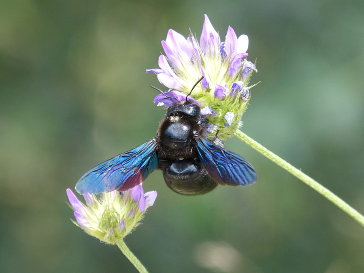 xilocopa tím, ong thợ mộc, borinot negre, côn trùng, óng ánh, Wild flower, Buzz