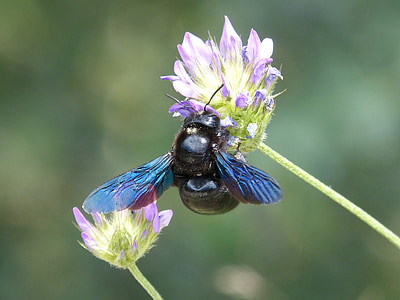 xilocopa Вайълет, пчела Карпентър, borinot Негре, насекоми, преливащи се цветове, диви цветя, Бъз