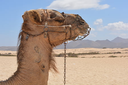 camell, animal, natura, desert de, Fuerteventura, Àfrica, sorra