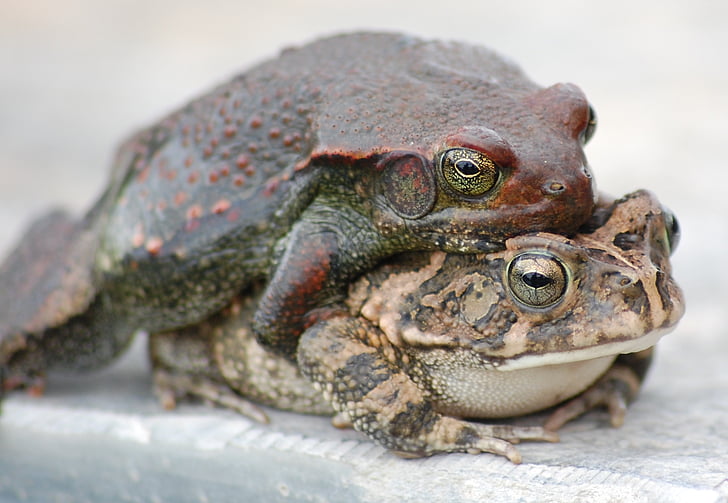 toads, frogs, mating, copulation, fauna, species, amphibian