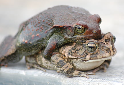 toads, frogs, mating, copulation, fauna, species, amphibian