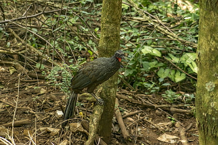 Guan, uccello, aletta di filatoio, Brasileira, habitat naturale, al piano, uccelli selvatici