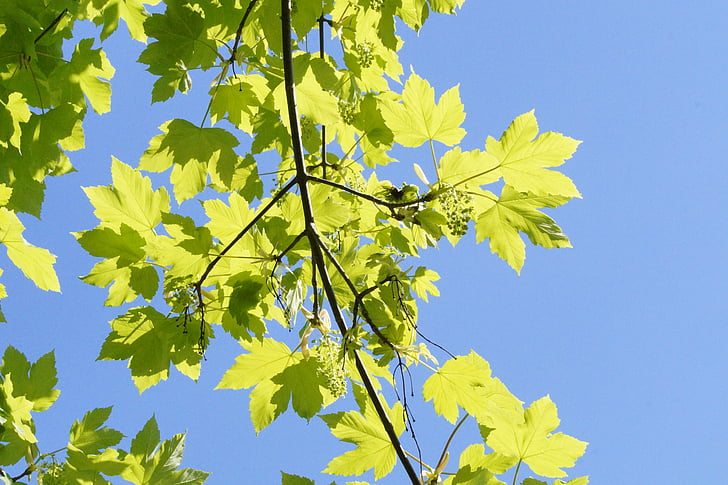 may, light and shadow, maple, tree, branch, branches, leaves